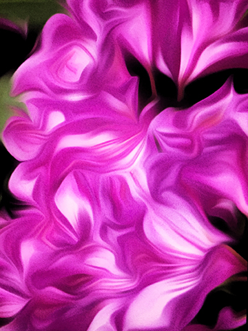 Rhody Bloom